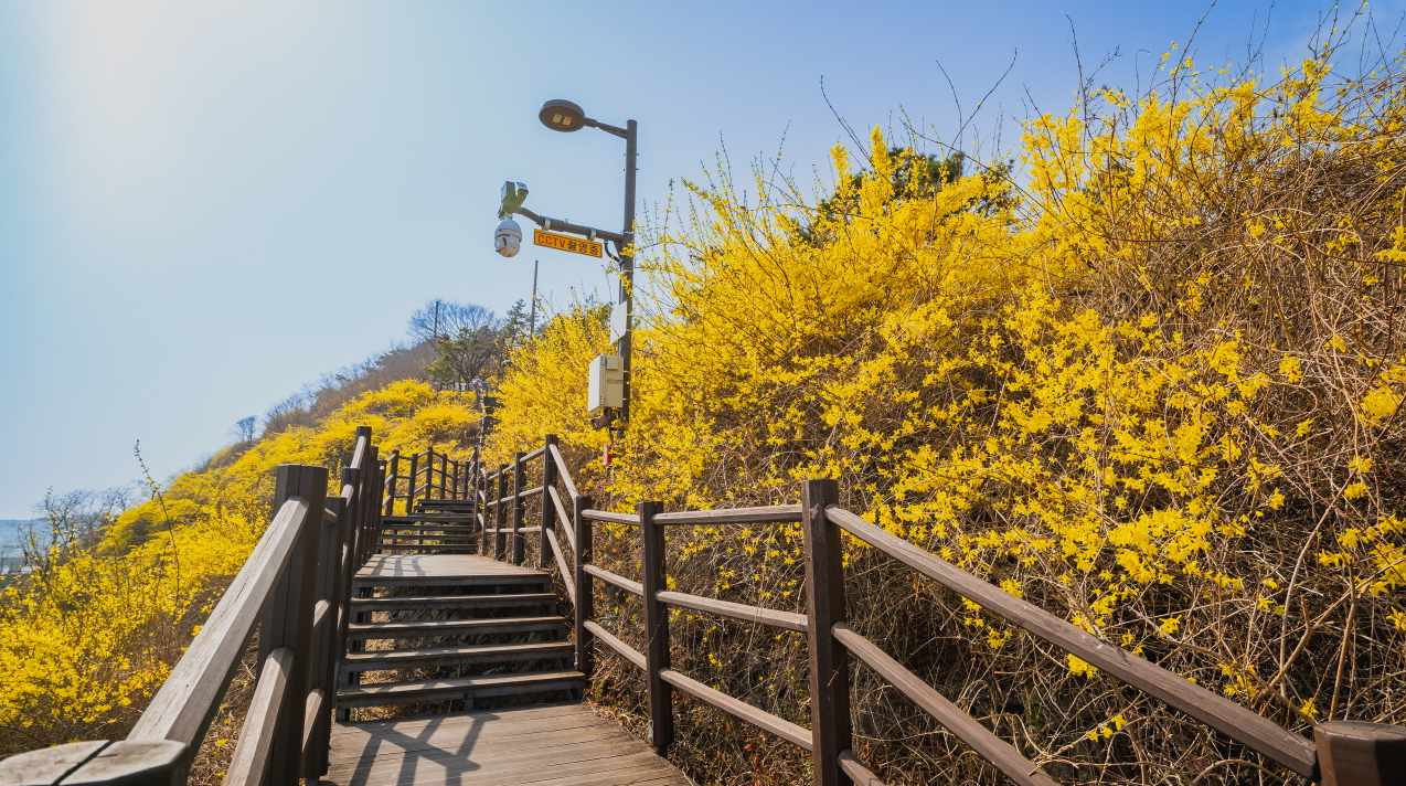 Cherry blossoms in full bloom on Eungbongsan Mountain in Seoul